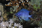 Amblyglyphidodon indicus Demoiselle pale-Safaga Coral Beach-10m-20171123nuit-Denis-ADER-DSC_3684_tn